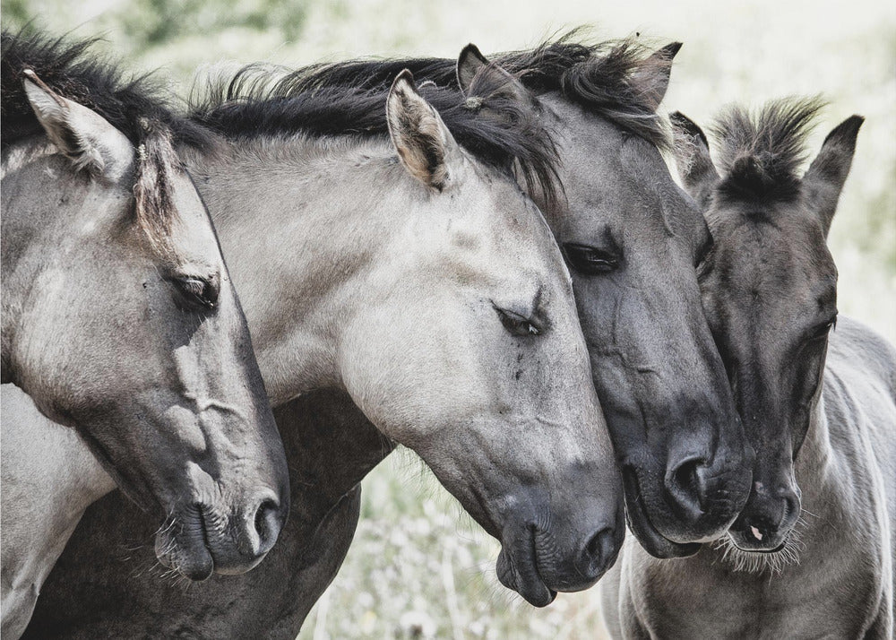 Vier Konikpaarden | Canvas