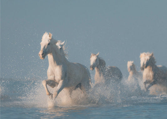 Engelen van de Camargue | Behang