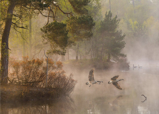 Ganzengevecht | Achtergrond
