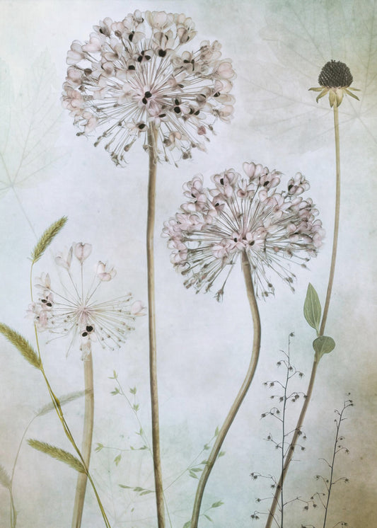 Allium | Canvas