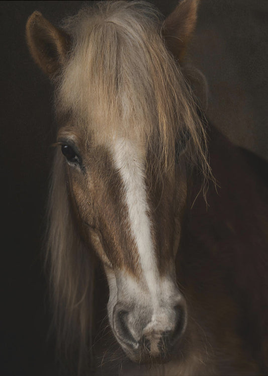 Wijsheid | Canvas