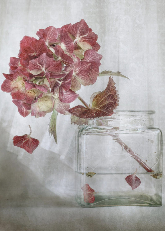 Hortensia | Canvas