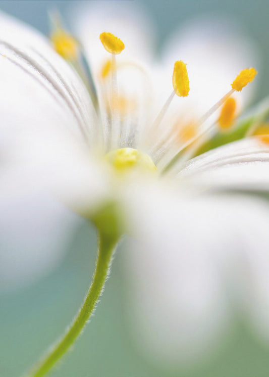 Stitchwort-verrassing | Canvas