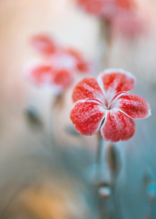 Anjer | Canvas