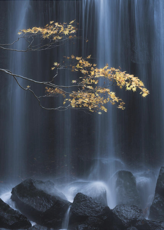 Gele herfst | Poster