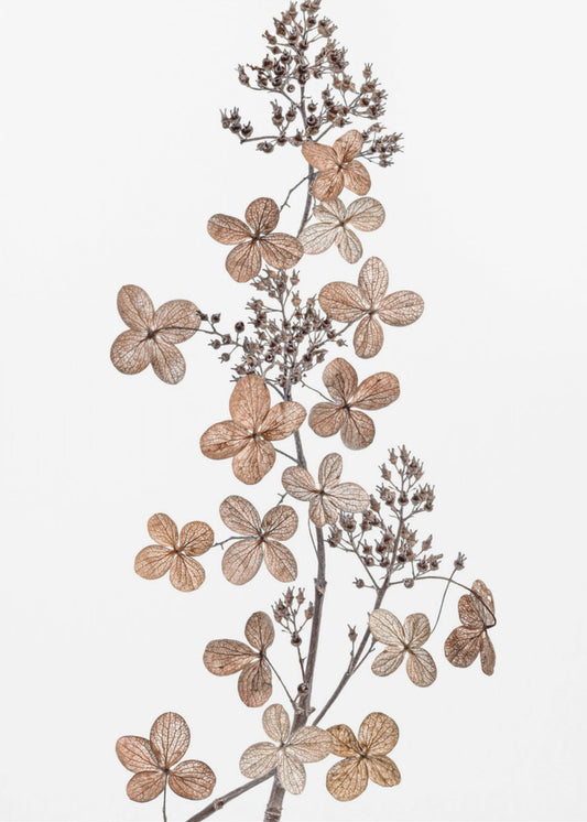 Hortensia Paniculata | Canvas