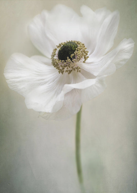 Enkele Witte | Poster