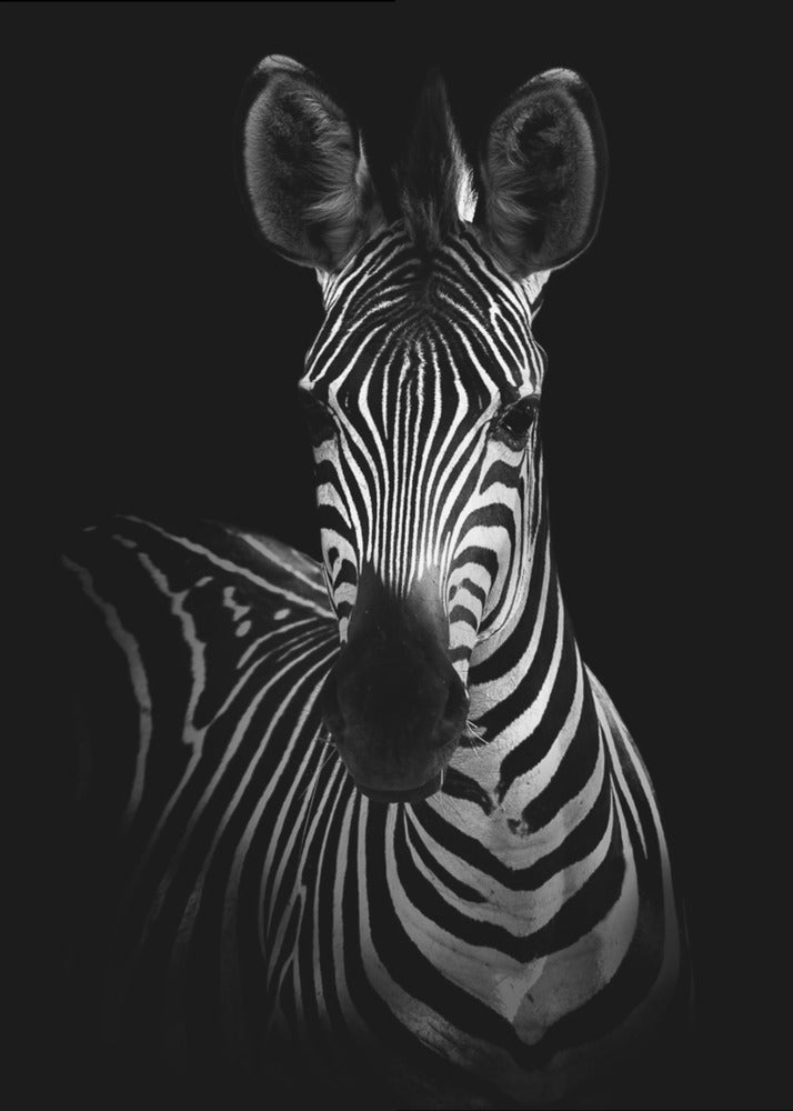De Zebra | Canvas