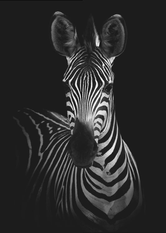 De Zebra | Canvas