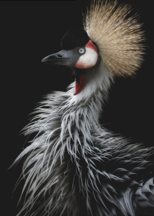 Portret van een kroonkraanvogel | Canvas