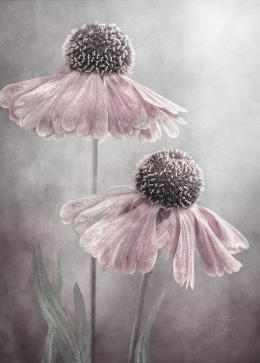 Duet | Canvas