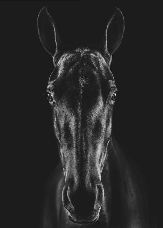 Het paard in Noir 15 | Canvas