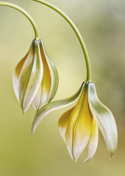 Tulp | Poster