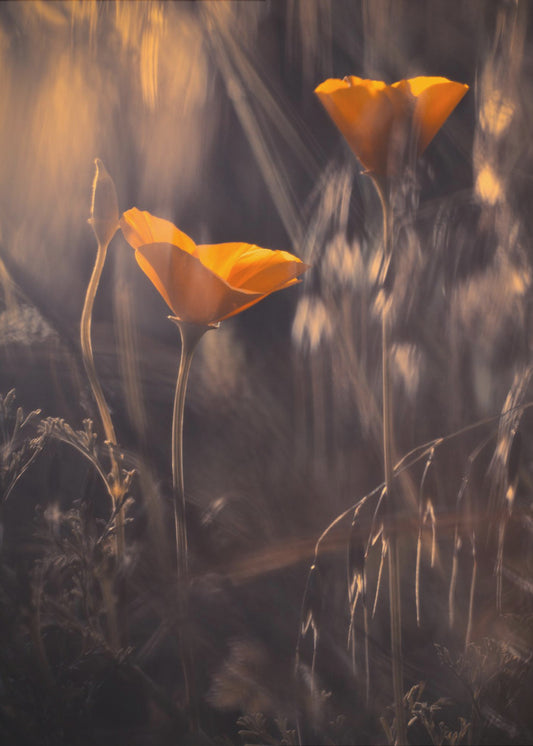 Uit De Betoverde Geheime Tuin | Canvas