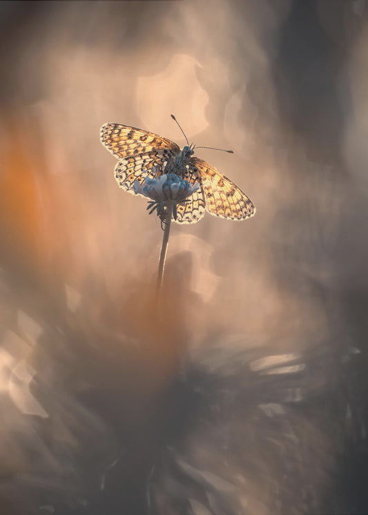 Natuurlijk ingelijst | Canvas