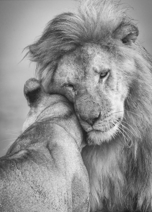Afrikaanse liefde! | Canvas