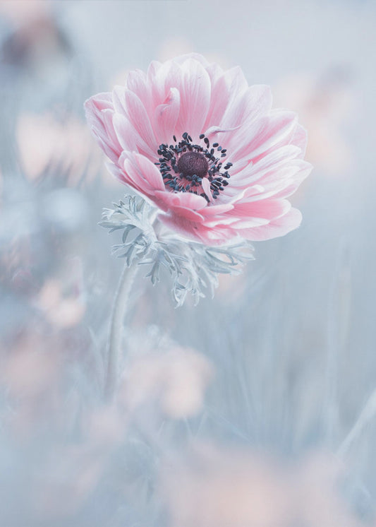 De koningin van de sneeuw | Canvas