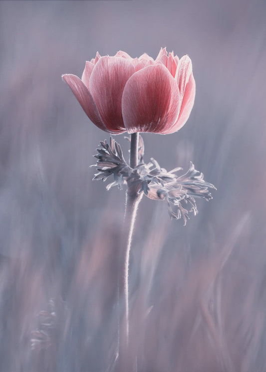 Roze! En dan? | Canvas