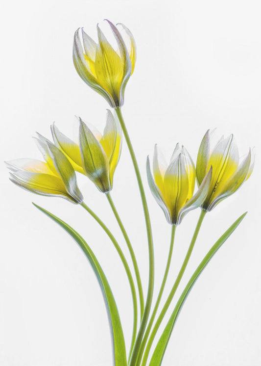 Tulp | Canvas