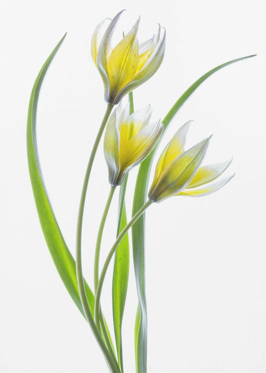 ~~Tulipa~~ | Canvas