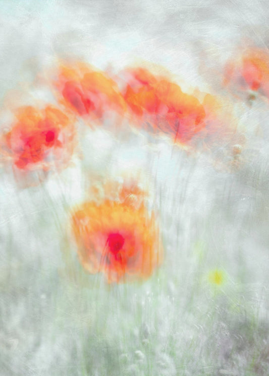 Rode korenbloemen | Canvas