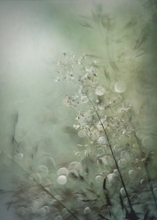 Grasses | Canvas