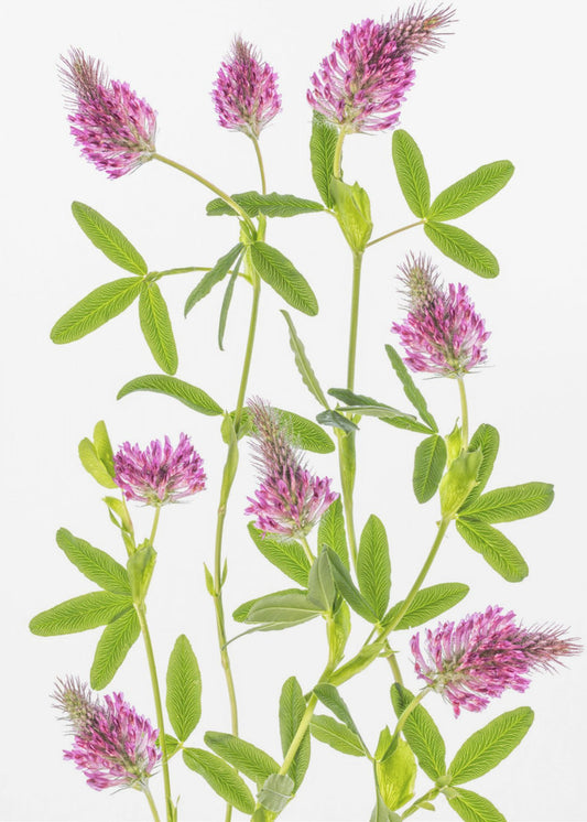 Trifolium | Poster