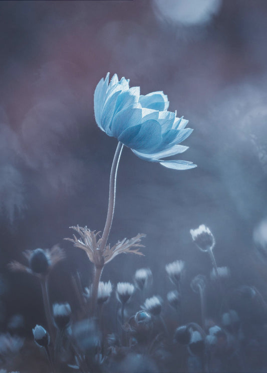 Een kort verhaal over bloemen | Canvas