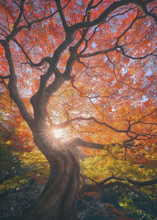 De Japanse boom | Canvas