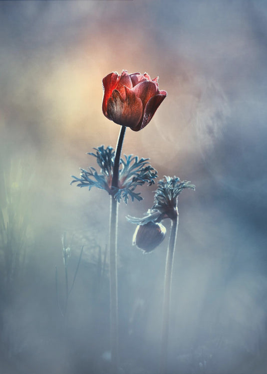 Where poetry and memories remain | Poster