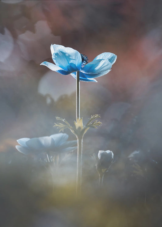 Bloei als een bloem | Canvas