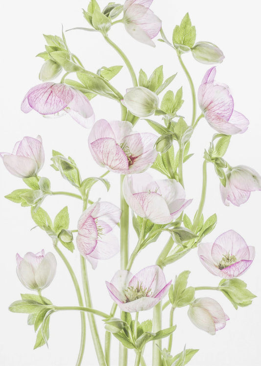 Helleborus | Poster