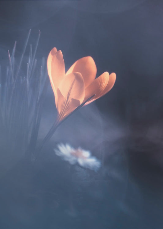Upanishad | Canvas