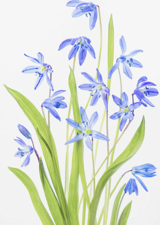 Scilla | Canvas