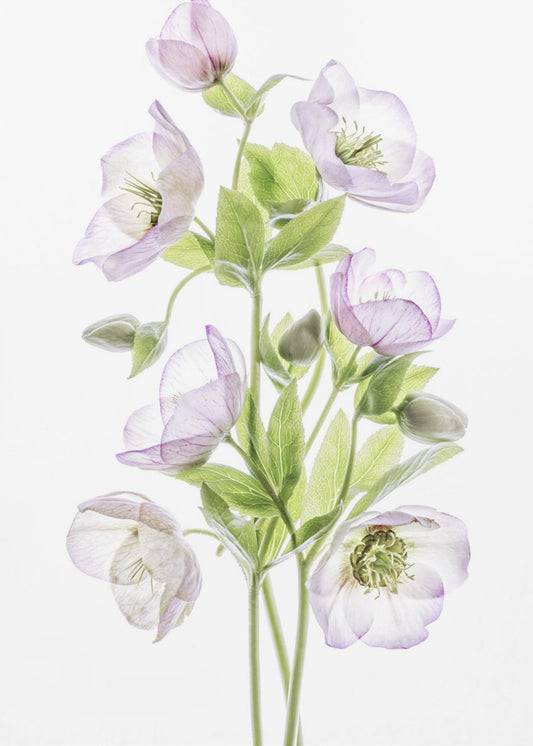 Helleborus | Canvas
