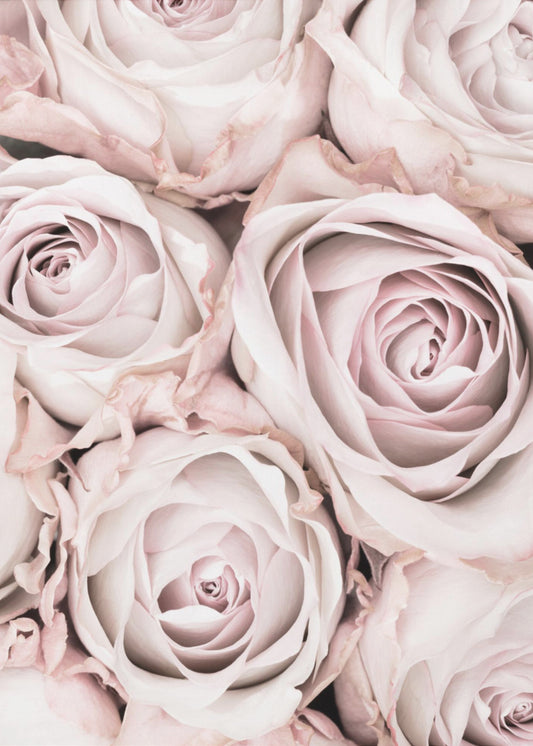 Roze rozen nr. 01 | Canvas