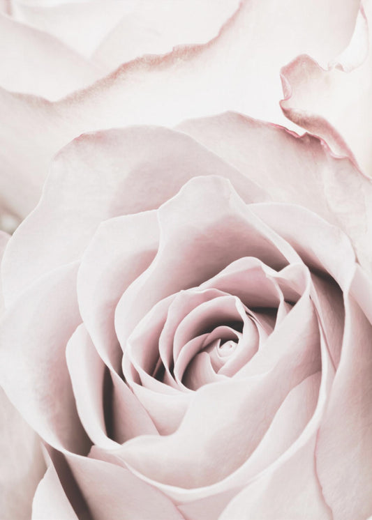 Roze Roos Nr. 05 | Canvas