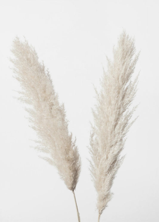 Pampas Wit | Canvas