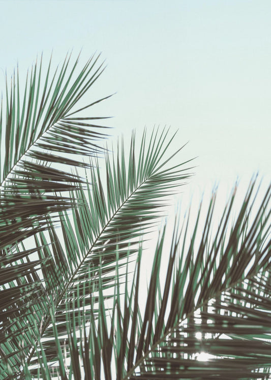 Palmbladeren, sky_1 | Canvas