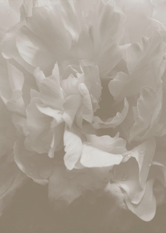 Pioen_9 | Canvas