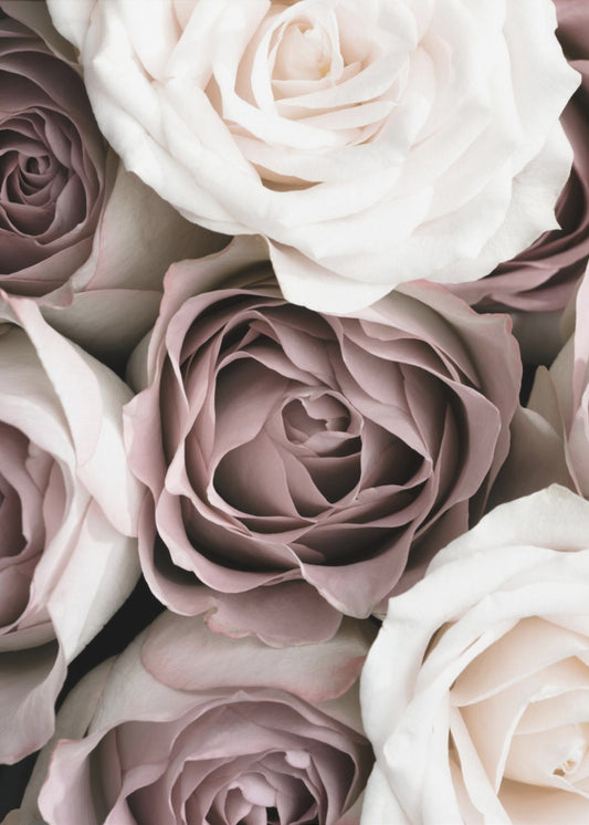 Rozen | Canvas