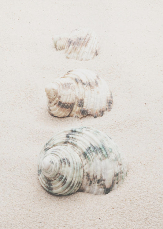 Schelpen | Canvas