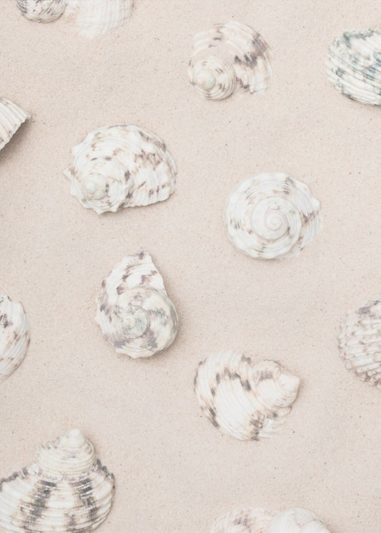 Schelpen_2 | Canvas