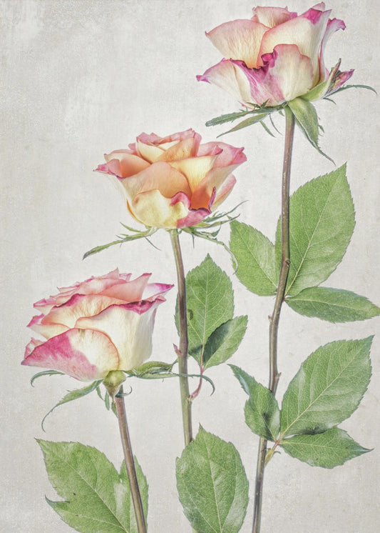 Rozen | Canvas