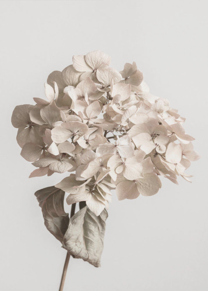Beige gedroogde bloem | Canvas
