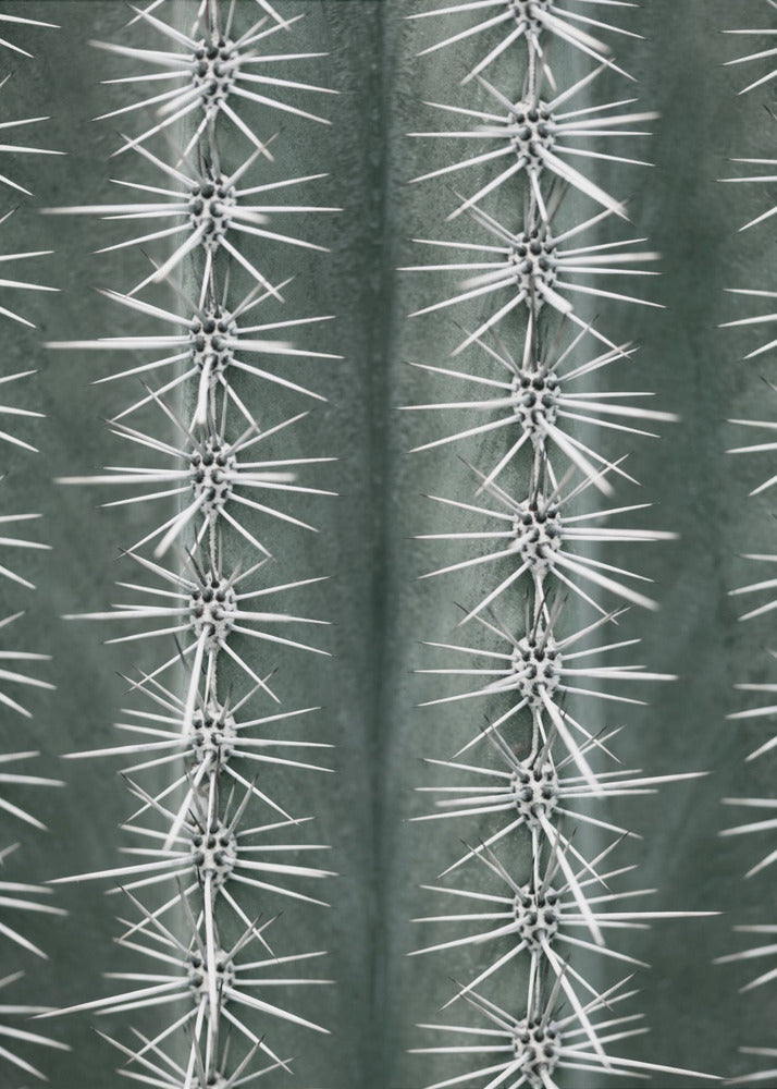 Cactusgroen | Canvas
