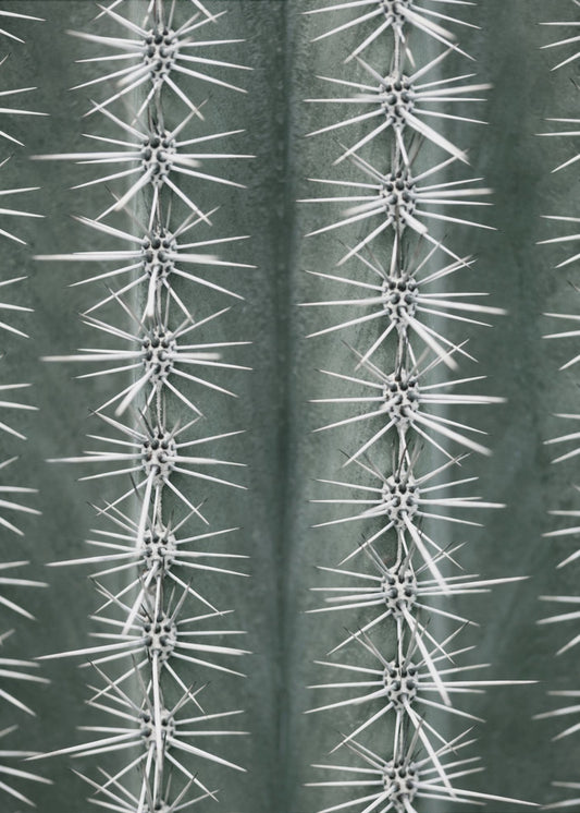 Cactusgroen | Canvas