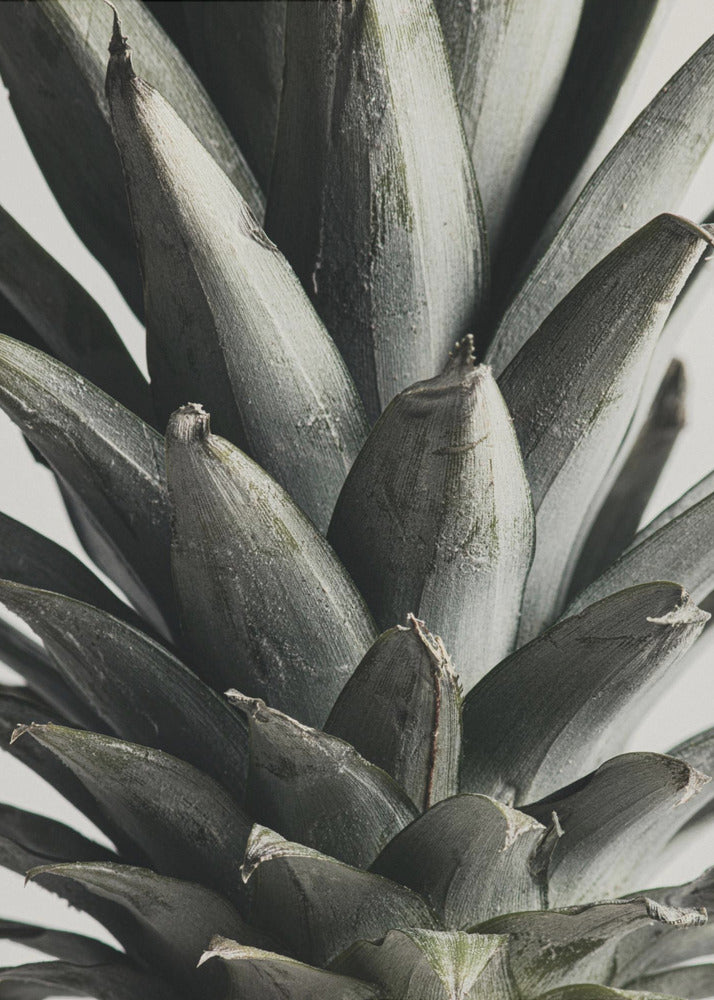 Ananas close-up | Canvas