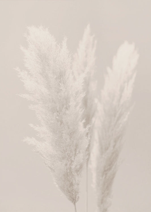 Pampas Grass_002 | Poster