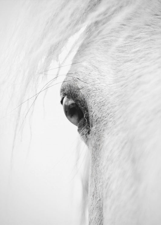 Slangoog | Canvas
